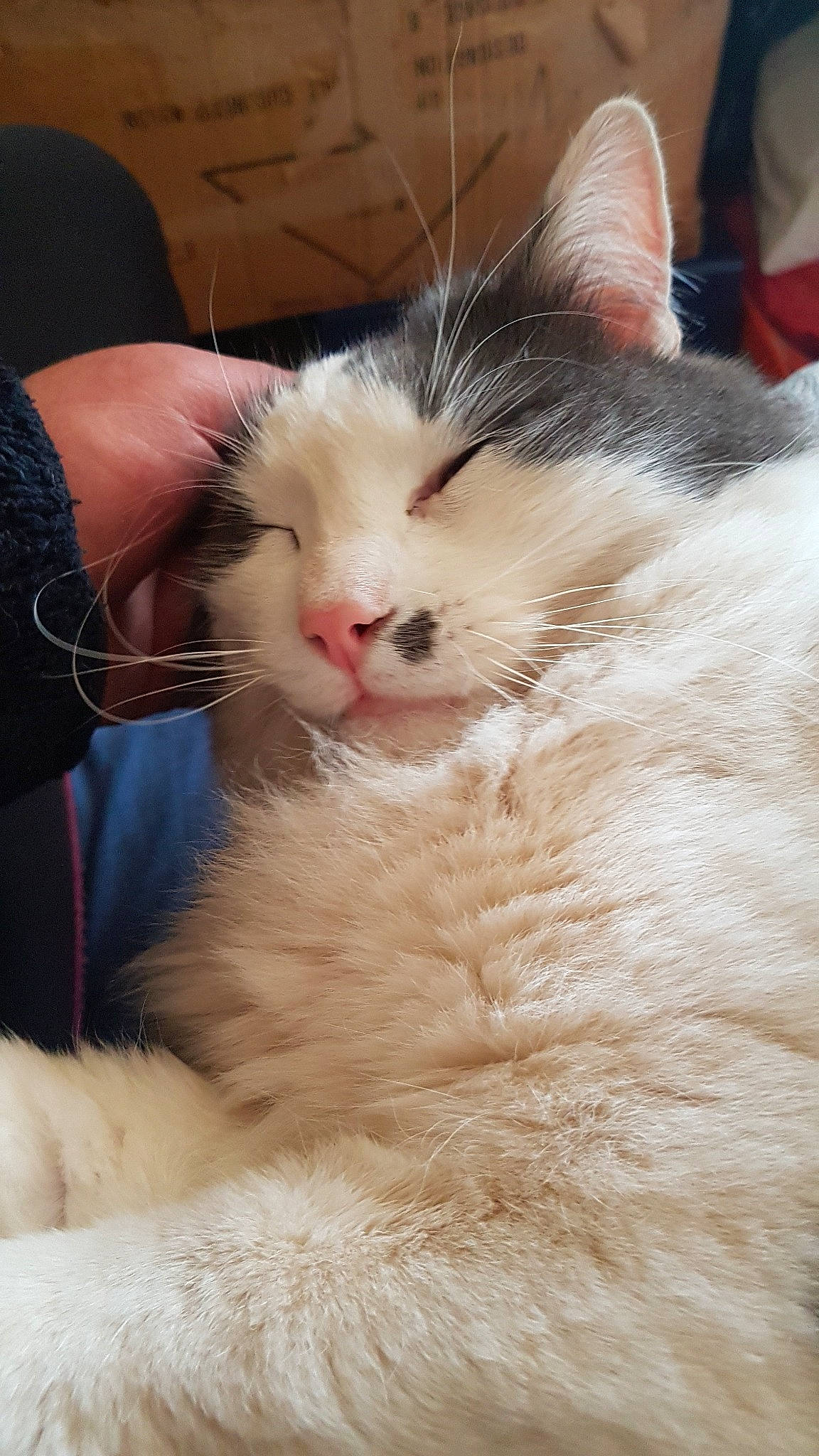 Ramsès participe au concours pour gagner de l'argent avec cette photo : carnivore, cat, claw, domestic_long_haired_cat, ear, felidae, fur, kitten, nose, ragdoll, small_to_medium_sized_cats, snout, turkish_van, whiskers