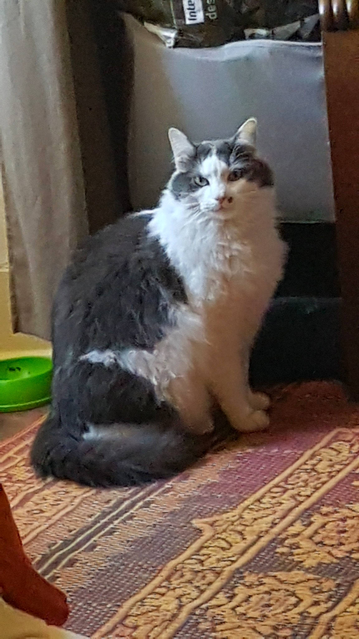 Ramsès a rejoint le concours — aidez-le/la à gagner de superbes lots ! american_curl, carnivore, cat, cymric, domestic_long_haired_cat, domestic_short_haired_cat, european_shorthair, felidae, kitten, maine_coon, mammal, norwegian_forest_cat, small_to_medium_sized_cats, vertebrate, whiskers