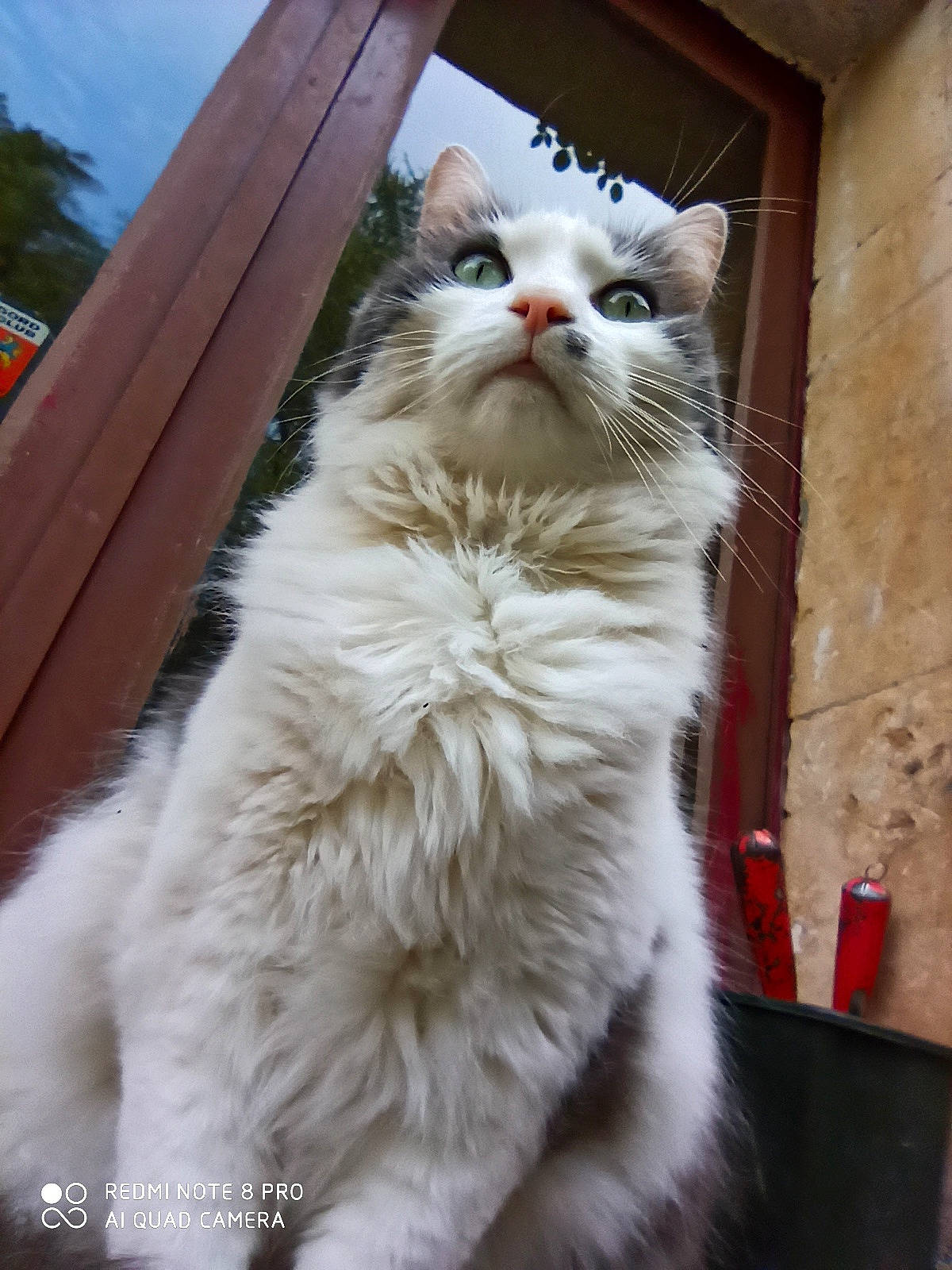 Ramsès participe au concours pour gagner de l'argent avec cette photo : aegean_cat, american_curl, asian, asian_semi_longhair, british_longhair, british_semi_longhair, carnivore, cat, domestic_long_haired_cat, felidae, fur, maine_coon, mammal, norwegian_forest_cat, ragamuffin, siberian, small_to_medium_sized_cats, turkish_angora, vertebrate, whiskers