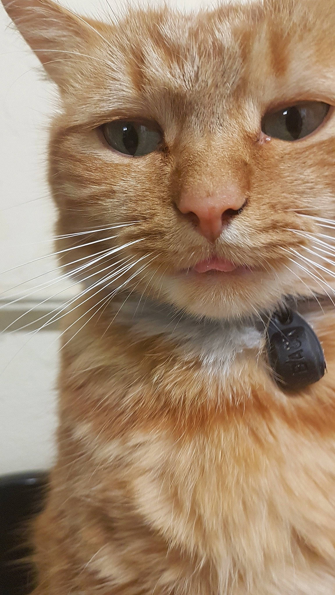 Garfied participe au concours pour gagner de l'argent avec cette photo : american_shorthair, asian, british_semi_longhair, carnivore, cat, close_up, domestic_short_haired_cat, european_shorthair, eye, fawn, felidae, fur, kitten, mammal, nose, ojos_azules, small_to_medium_sized_cats, snout, tabby_cat, whiskers