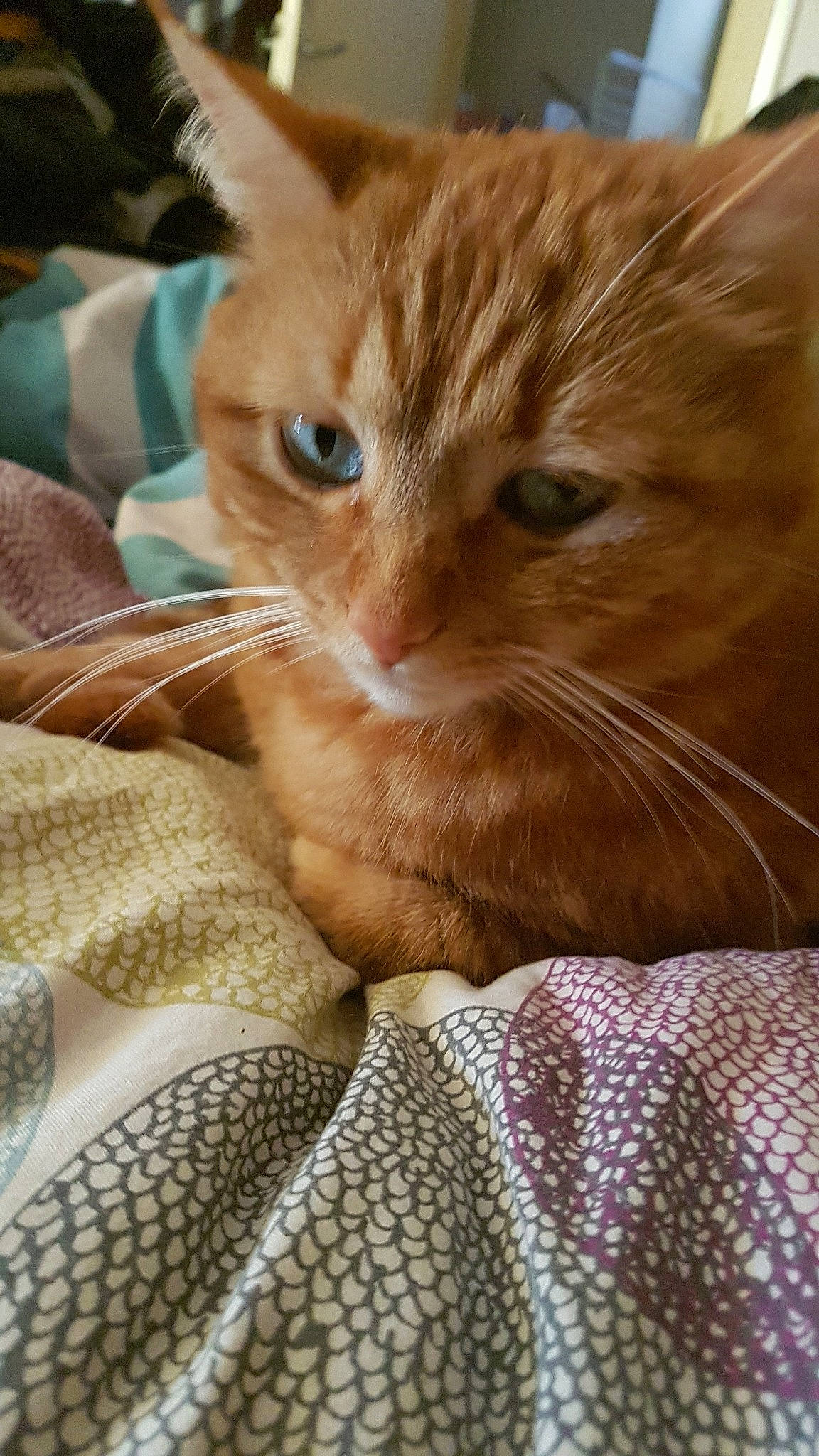 Garfied participe au concours pour gagner de l'argent avec cette photo : american_shorthair, arabian_mau, asian, carnivore, cat, close_up, domestic_short_haired_cat, european_shorthair, eye, fawn, felidae, fur, german_rex, kitten, mammal, nose, small_to_medium_sized_cats, snout, tabby_cat, whiskers