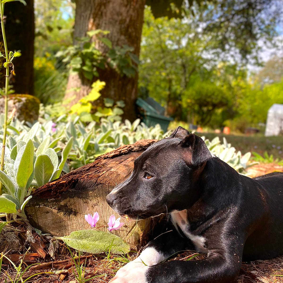 Bulma participe au concours pour gagner de l'argent avec cette photo : animal, canine, dog, flower, grass, herbal, herbs, indoors, land, leaf, nature, outdoors, pet, plant, pottedplant, puppy, tree, treetrunk, vegetation, woodland