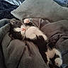 cat, kitten, black_and_white, pet, animal, lying_down, upside_down, pink_paws, whiskers, pink_nose, indoors, blanket, bed, cuddly, cute, fluffy, relaxed, cozy, portrait, sleeping_area