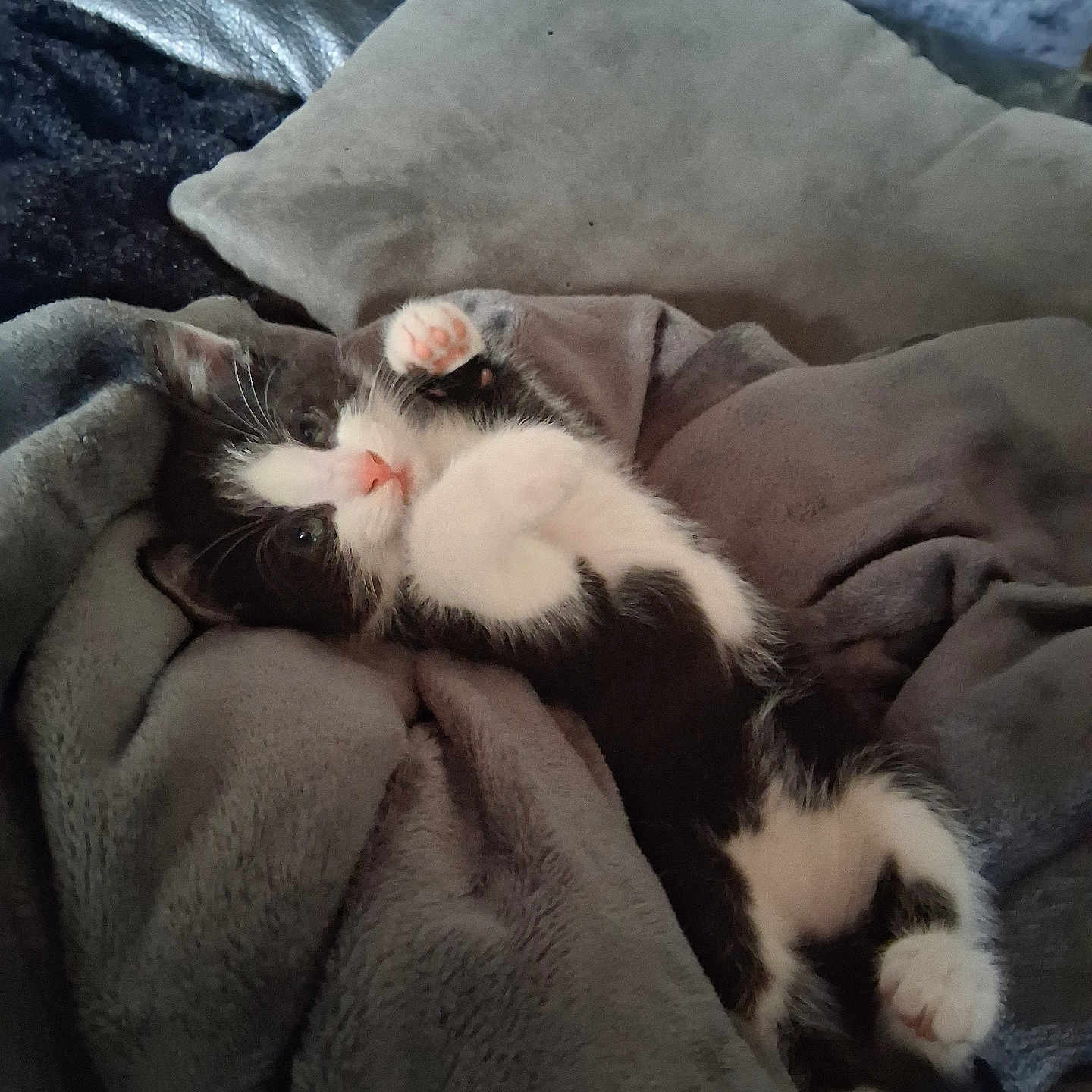 Benny a rejoint le concours — aidez-le/la à gagner de superbes lots ! cat, kitten, black_and_white, pet, animal, lying_down, upside_down, pink_paws, whiskers, pink_nose, indoors, blanket, bed, cuddly, cute, fluffy, relaxed, cozy, portrait, sleeping_area