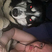 Yeti joined the competition — help win amazing prizes! animal, blanket, casual, closeup, companion, cozy, dark, dog, expression, face, fur, human, husky, indoor, lying_down, night, person, pet, red_eye, selfie
