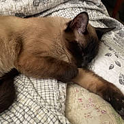 Tipsy joined the competition — help win amazing prizes! cat, siamese, sleeping, blanket, indoor, pet, fur, resting, cozy, paw, quilt, furniture, home, relaxing, animal, cute, domestic, soft, calm, nap