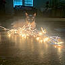 Tipsy joined the competition — help win amazing prizes! cat, animal, indoor, fairy_lights, wooden_floor, dim_light, blue_eyes, window_blinds, furniture, living_room, dark, pet, cozy, night, glowing, tangled_lights, curtains, floor, domestic_cat, relaxing