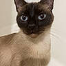 Tipsy is registered to the contest to win money with this photo: cat, siamese_cat, blue_eyes, pet, animal, feline, whiskers, ears, fur, indoor, portrait, curious, close_up, looking, mammal, domestic_animal, cute, face, sitting, young_cat