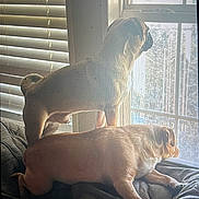 Fudgy joined the competition — help win amazing prizes! dog, pets, window, indoor, light, blinds, couch, resting, looking_out, animal, canine, companion, home, curious, furniture, sunlight, relaxing, domestic, two_dogs, daylight