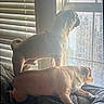 animal, blinds, canine, companion, couch, curious, daylight, dog, domestic, furniture, home, indoor, light, looking_out, pets, relaxing, resting, sunlight, two_dogs, window