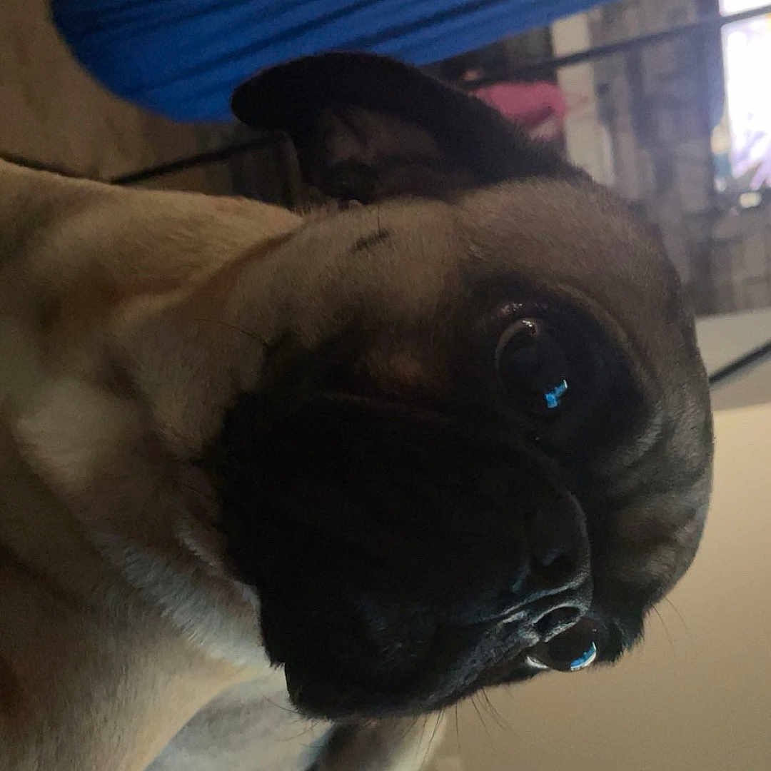 Fudgy