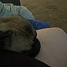 Fudgy is registered to the contest to win money with this photo: dog, pug, resting, leg, indoor, carpet, blanket, furniture, relaxing, cozy, home, pet, sleeping, brown, black, person, casual, comfort, quiet, peaceful