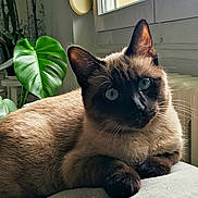 Pinky participe au concours pour gagner de l'argent avec cette photo : blue_eyes, cat, cozy, curious, domestic_animal, feline, fur, home, houseplant, indoor, mammal, natural_light, paws, pet, plant, relaxed, siamese_cat, sofa, whiskers, window