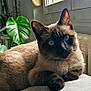 blue_eyes, cat, cozy, curious, domestic_animal, feline, fur, home, houseplant, indoor, mammal, natural_light, paws, pet, plant, relaxed, siamese_cat, sofa, whiskers, window