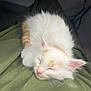 Stewie is registered to the contest to win money with this photo: animal, cat, cozy, cute, domestic_cat, ears, fur, indoor, kitten, lap, orange, pet, pink_nose, relaxing, resting, sleeping, small, soft, whiskers, white