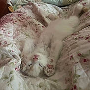 Stewie is registered to the contest to win money with this photo: animal, bed, blanket, cat, cozy, cute, feline, fluffy, fur, indoor, kitten, paw, pet, pink, quilt, relaxed, resting, sleeping, soft, white