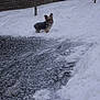 Guizmo participe au concours pour gagner de l'argent avec cette photo :