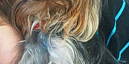 Guizmo participe au concours pour gagner de l'argent avec cette photo :