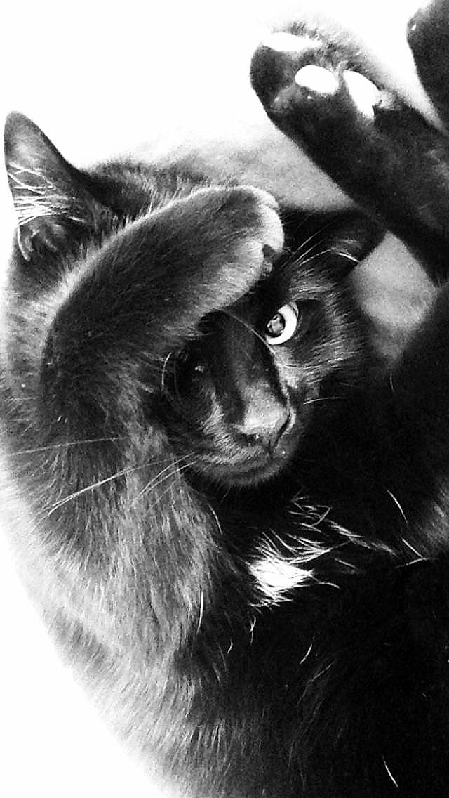 Tisha participe au concours pour gagner de l'argent avec cette photo : black_and_white, black_cat, carnivore, cat, claw, dog_breed, domestic_short_haired_cat, felidae, fur, gesture, human_leg, monochrome, monochrome_photography, paw, small_to_medium_sized_cats, snout, style, tail, terrestrial_animal, whiskers