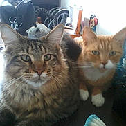 Grigri et mimine participe au concours pour gagner de l'argent avec cette photo :