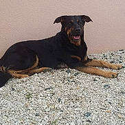 Maggy a rejoint le concours — aidez-le/la à gagner de superbes lots ! carnivoran, dobermann, dog, dog_breed, dog_crossbreeds, dog_like_mammal, guard_dog, manchester_terrier, pinscher, snout