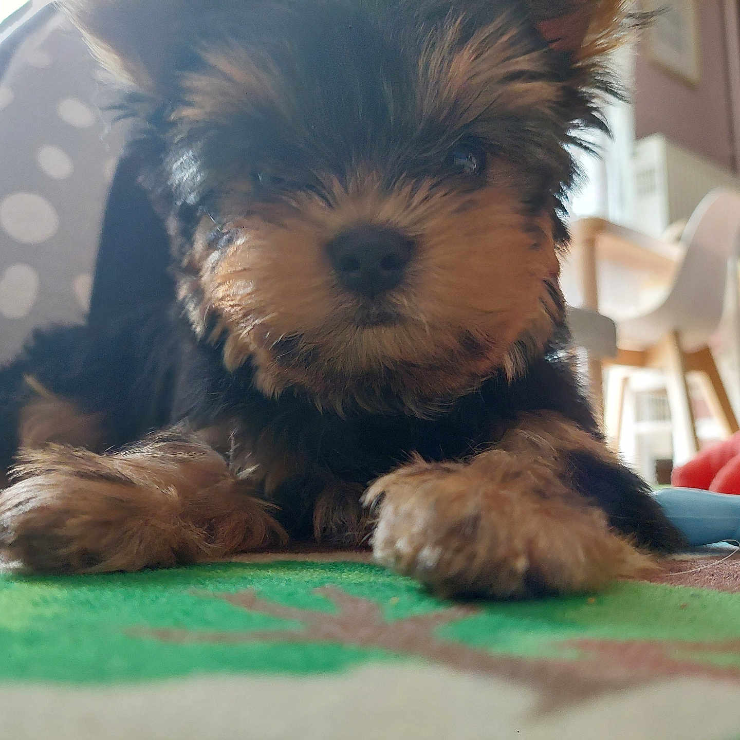 Oréo a rejoint le concours — aidez-le/la à gagner de superbes lots ! animal, black, blurred_background, brown, calm, carpet, close_up, curious, cute, dog, fluffy, furniture, indoor, pet, pet_tent, puppy, resting, small, soft, young
