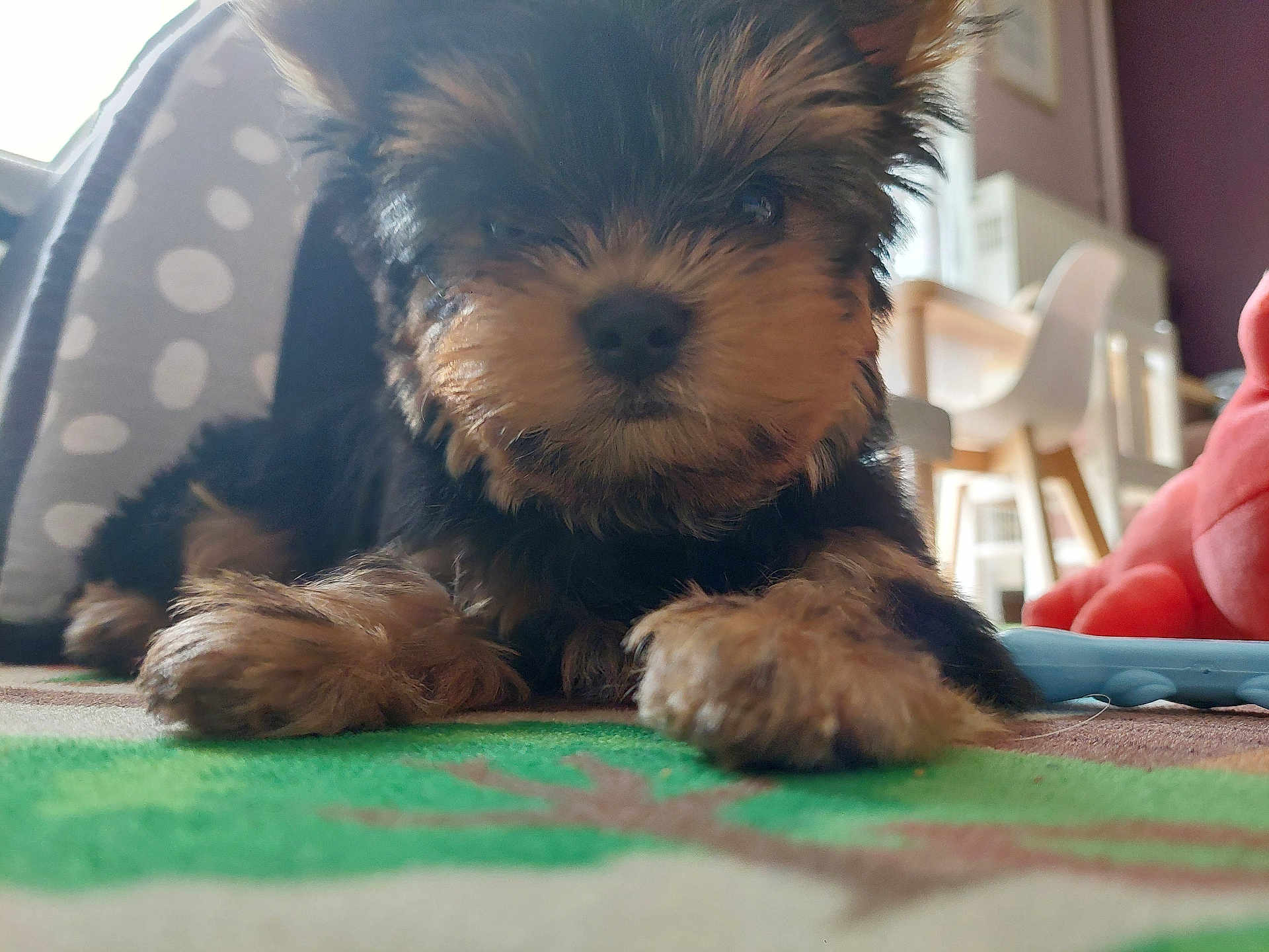 Oréo a rejoint le concours — aidez-le/la à gagner de superbes lots ! puppy, dog, close_up, indoor, carpet, pet_tent, furniture, blurred_background, cute, fluffy, brown, black, small, young, animal, pet, resting, curious, calm, soft
