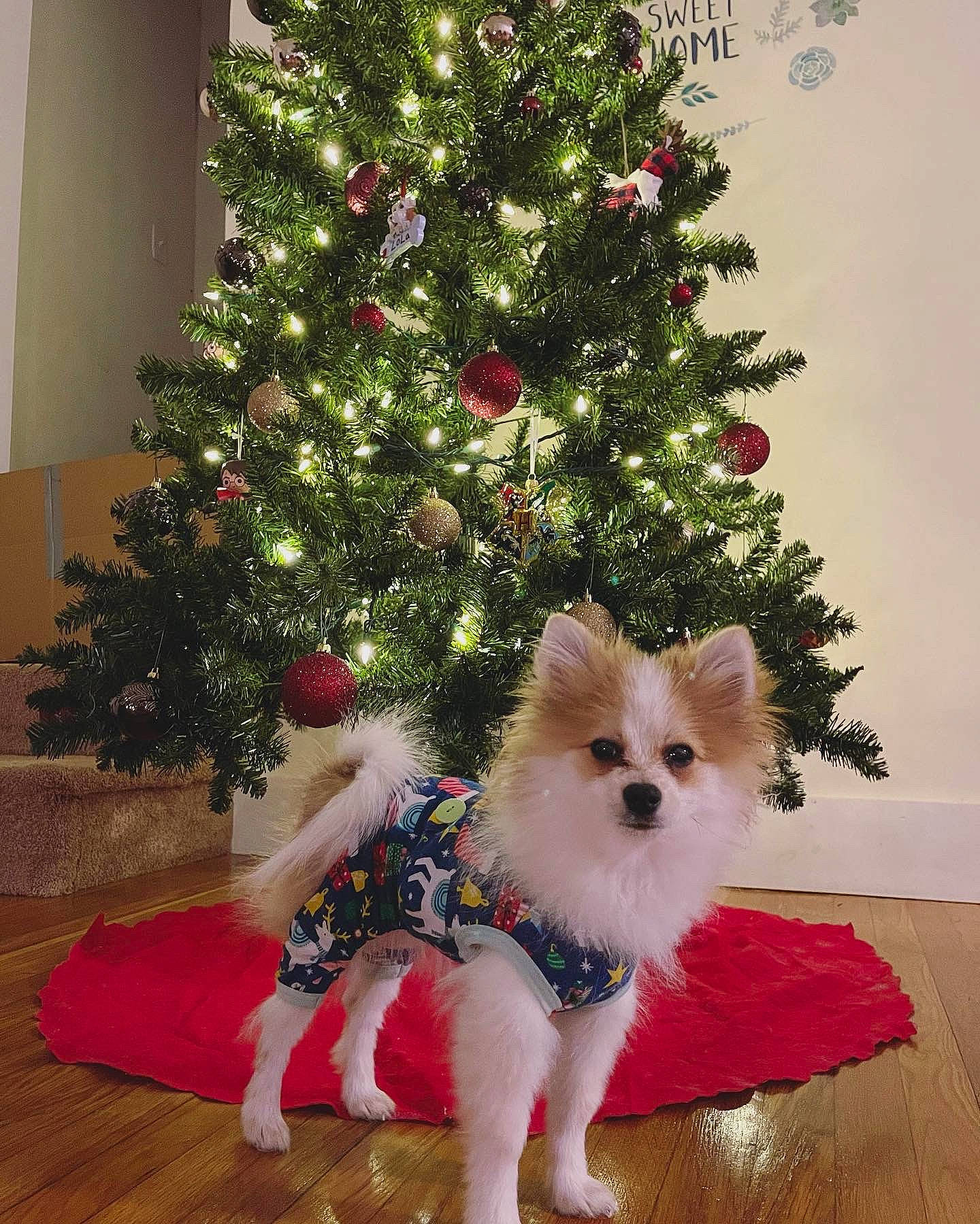 Arnold Pomer is registered to the contest to win money with this photo: canidae, carnivore, christmas, christmas_decoration, christmas_eve, christmas_ornament, christmas_tree, companion_dog, dog, dog_breed, dog_supply, evergreen, holiday, holiday_ornament, interior_design, ornament, snout, toy_dog, working_animal