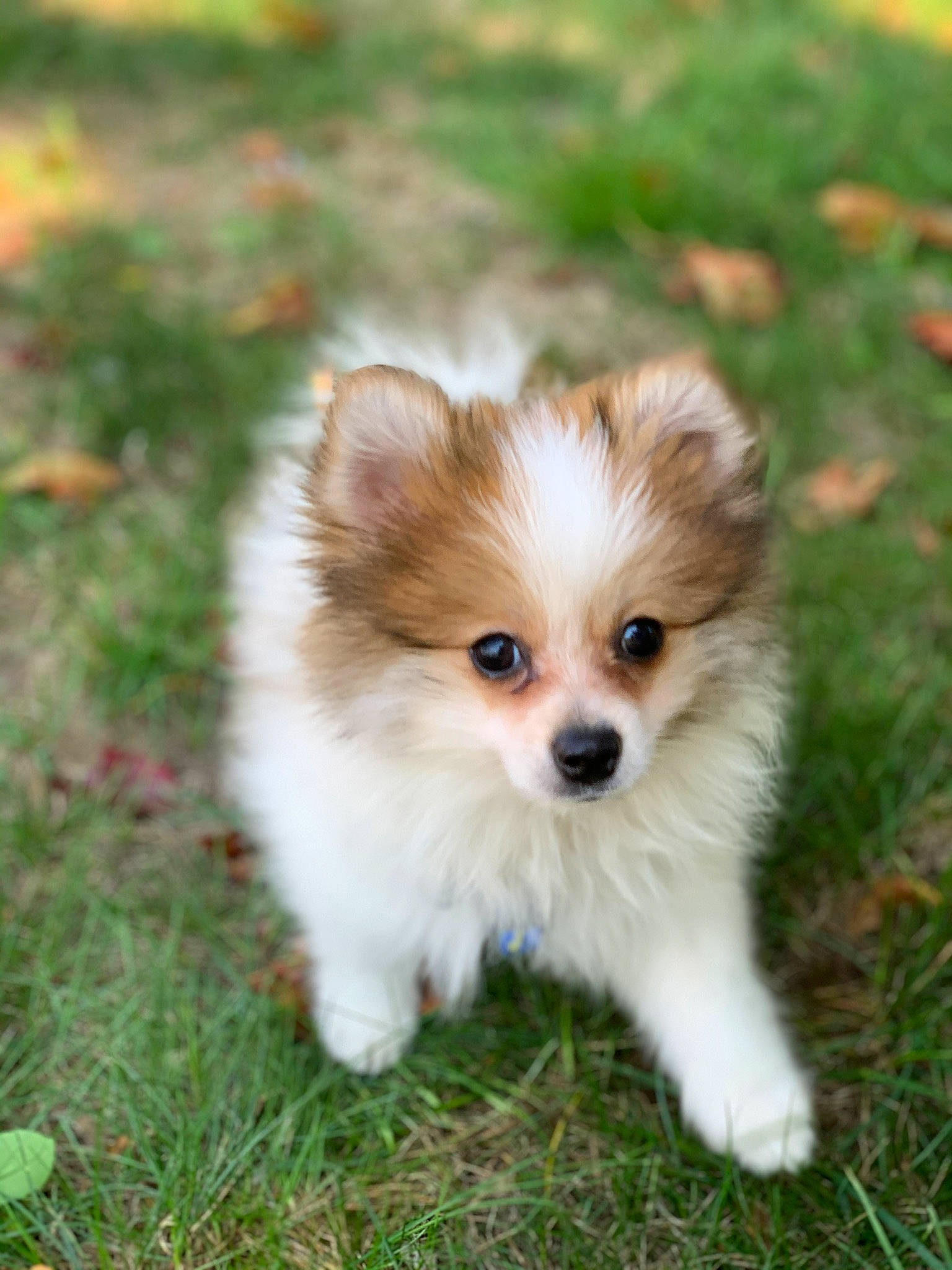 Arnold Pomer is registered to the contest to win money with this photo: canidae, carnivore, companion_dog, dog, dog_breed, fawn, fur, german_spitz_klein, grass_family, mammal, non_sporting_group, papillon, pomeranian, puppy, snout, spitz, sporting_group, toy_dog, whiskers, working_animal