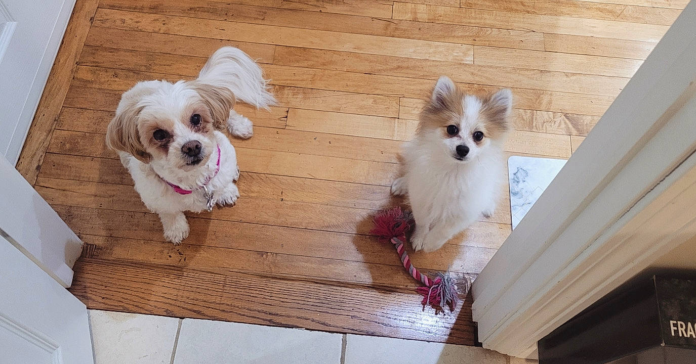 Arnold Pomer is registered to the contest to win money with this photo: canidae, carnivore, companion_dog, dog, dog_breed, dog_supply, fawn, german_spitz, liver, mammal, non_sporting_group, pomeranian, puppy, small_terrier, snout, spitz, sporting_group, toy_dog, vertebrate, working_animal