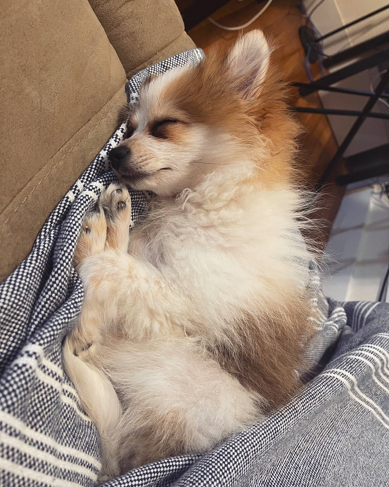 Arnold Pomer joined the competition — help win amazing prizes! ancient_dog_breeds, beige, canidae, canis, carnivore, companion_dog, dog, dog_breed, fawn, fur, german_spitz_mittel, natural_material, non_sporting_group, snout, spitz, sporting_group, working_animal, working_dog