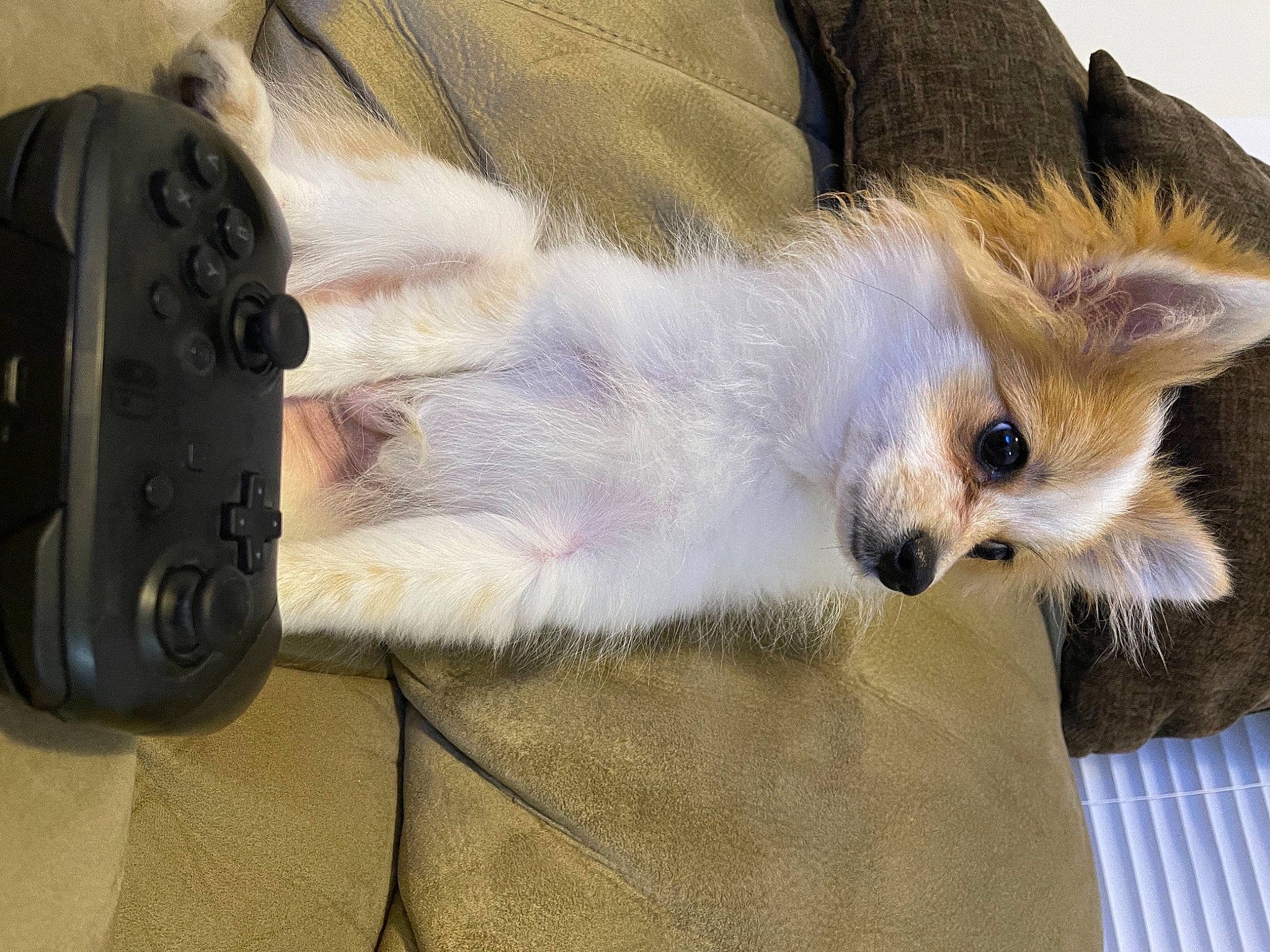 Arnold Pomer joined the competition — help win amazing prizes! canidae, carnivore, companion_dog, dog, dog_breed, fawn, fur, german_spitz_mittel, non_sporting_group, pomeranian, puppy, snout, spitz, telephony, toy_dog, whiskers