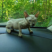 Yuri is registered to the contest to win money with this photo: sphynx_cat, hairless_cat, cat, dashboard, car_interior, greenery, forest, trees, outdoor, animal, pet, curious, blue_eyes, ears, road_trip, nature, sunlight, vehicle, wildlife, travel