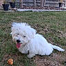 Bob participe au concours pour gagner de l'argent avec cette photo : animal, canine, cute, daylight, dog, fence, fluffy, fur, garden, grass, nature, outdoor, pet, playful, potted_plants, sitting, small_dog, tongue_out, white_dog, yard