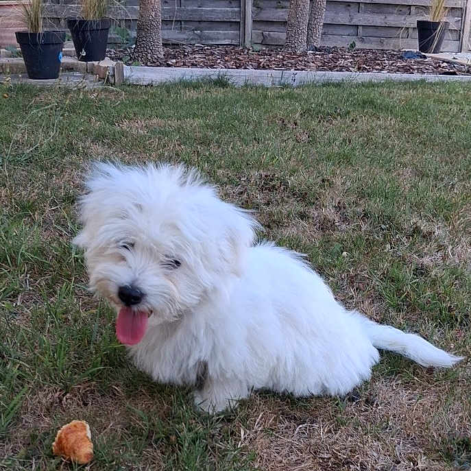 Bob