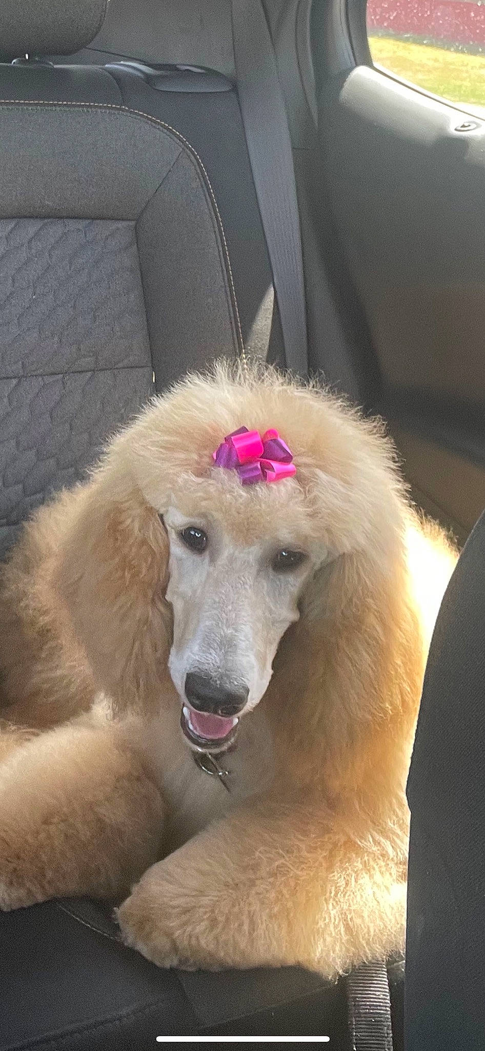 Kimber is registered to the contest to win money with this photo: canidae, carnivore, collar, companion_dog, dog, dog_breed, fur, giant_dog_breed, pet_supply, snout, sporting_group, working_animal, working_dog