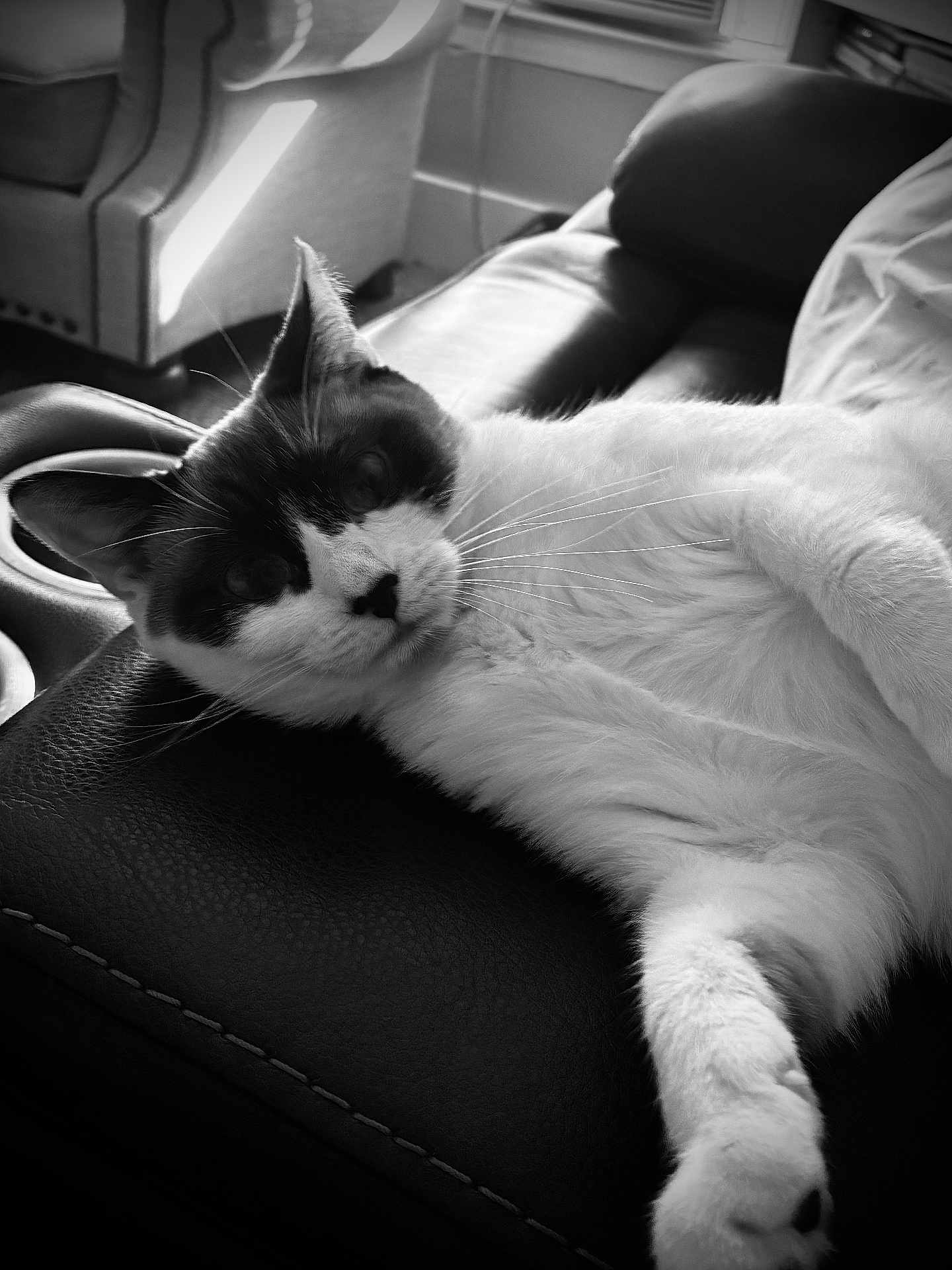 Emily joined the competition — help win amazing prizes! cat, animal, pet, feline, black_and_white, leather_couch, indoor, relaxed, fur, whiskers, ear, paw, home_interior, window_light, furniture, cozy, resting, domestic, closeup, portrait