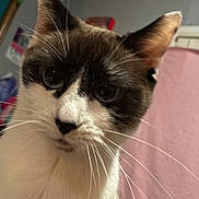 Emily is registered to the contest to win money with this photo: cat, close_up, indoor, whiskers, face, pet, fur, animal, curious, bedroom, blanket, pink, household, domestic, feline, ears, eyes, soft_lighting, portrait, cozy