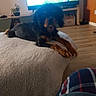 Bounty a rejoint le concours — aidez-le/la à gagner de superbes lots ! dog, black_and_tan, pet, animal, lying_down, lounging, ottoman, living_room, television, wood_floor, home, indoor, furniture, long_hair, floppy_ears, paws, brown_fur, black_fur, relaxed, portrait