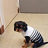 Bounty a rejoint le concours — aidez-le/la à gagner de superbes lots ! animal, black_and_tan, cavalier_spaniel, clothing, cute, dog, door, floor, floppy_ears, hallway, indoor, long_tail, looking_at_camera, pet, portrait, puppy, sitting, striped_clothing, sweater, tile