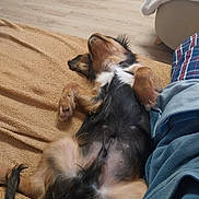 Bounty a rejoint le concours — aidez-le/la à gagner de superbes lots ! dog, small_dog, upside_down, belly_up, lying_down, paws, fluffy, long_hair, black_and_tan, white_chest, pet, indoor, home, rug, wooden_floor, blanket, furniture, relaxed, playful, belly