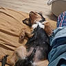 dog, small_dog, upside_down, belly_up, lying_down, paws, fluffy, long_hair, black_and_tan, white_chest, pet, indoor, home, rug, wooden_floor, blanket, furniture, relaxed, playful, belly