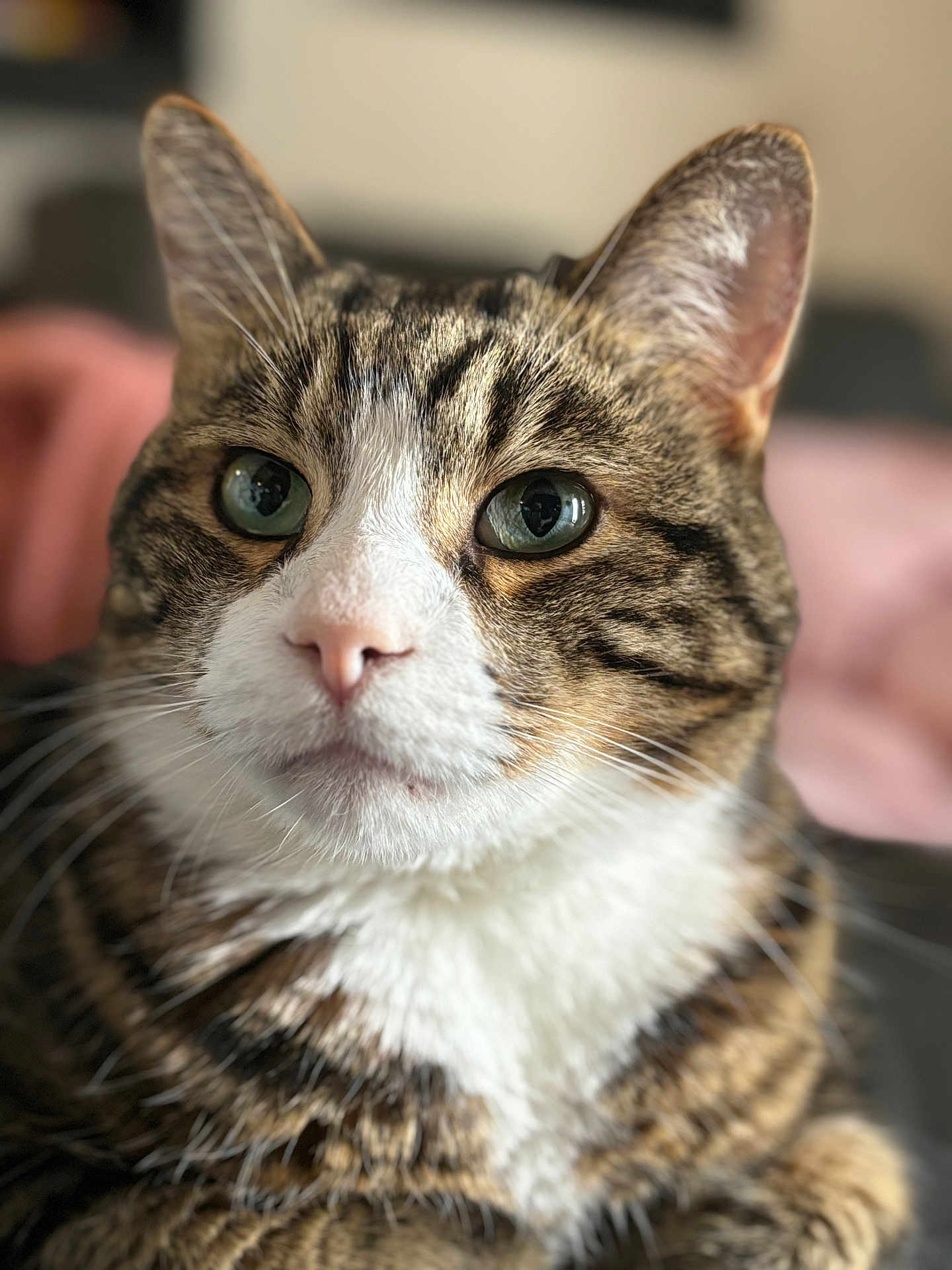 Magnus joined the competition — help win amazing prizes! cat, tabby, close_up, portrait, animal, pet, feline, whiskers, ears, green_eyes, fur, indoor, cute, mammal, domestic_cat, nose, face, soft_light, blurred_background, curious