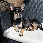 Bambi a rejoint le concours — aidez-le/la à gagner de superbes lots ! dog, chihuahua, small_dog, black_dog, tan_dog, pet, outdoor, sunlight, wicker_chair, cushion, resting, relaxed, animal, furniture, porch, shaded_area, ears_up, alert, companion, domestic_animal