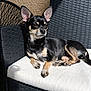 dog, chihuahua, small_dog, black_dog, tan_dog, pet, outdoor, sunlight, wicker_chair, cushion, resting, relaxed, animal, furniture, porch, shaded_area, ears_up, alert, companion, domestic_animal