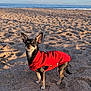 Bambi a rejoint le concours — aidez-le/la à gagner de superbes lots ! dog, beach, sand, sea, ocean, sky, sunlight, pet, animal, red_jacket, small_dog, outdoor, nature, canine, summer, vacation, cute, standing, alert, portrait
