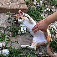 Romeo is registered to the contest to win money with this photo: cat, kitten, orange_and_white, grass, stones, hand, playful, outdoor, pet, paw, fur, nature, animal, young_cat, ground, curious, small, cute, resting, scratching