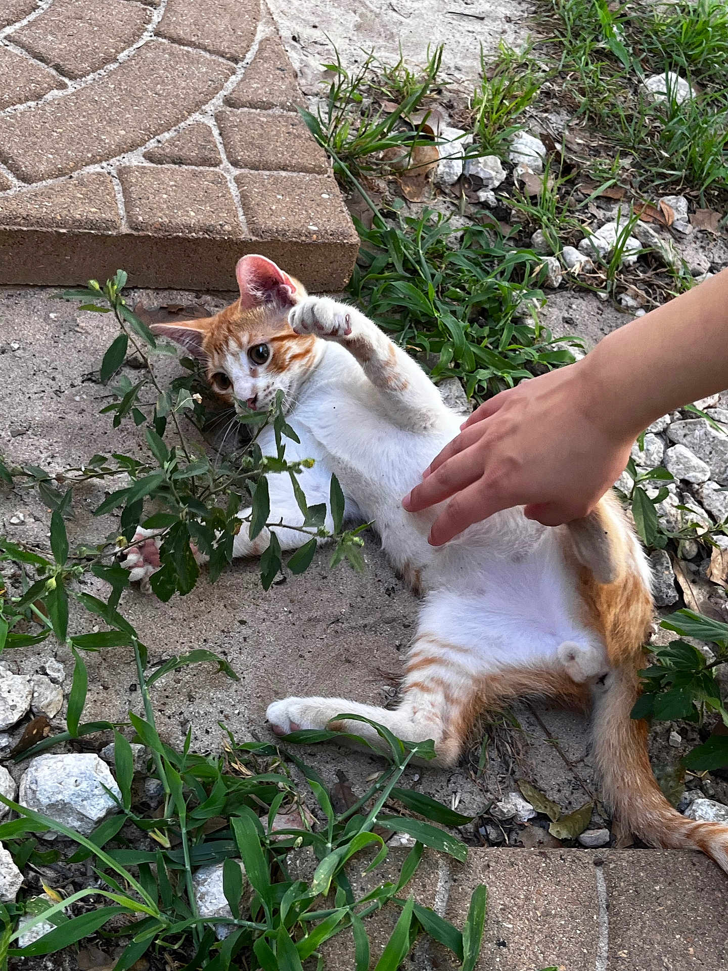 Romeo is registered to the contest to win money with this photo: cat, kitten, orange_and_white, grass, stones, hand, playful, outdoor, pet, paw, fur, nature, animal, young_cat, ground, curious, small, cute, resting, scratching