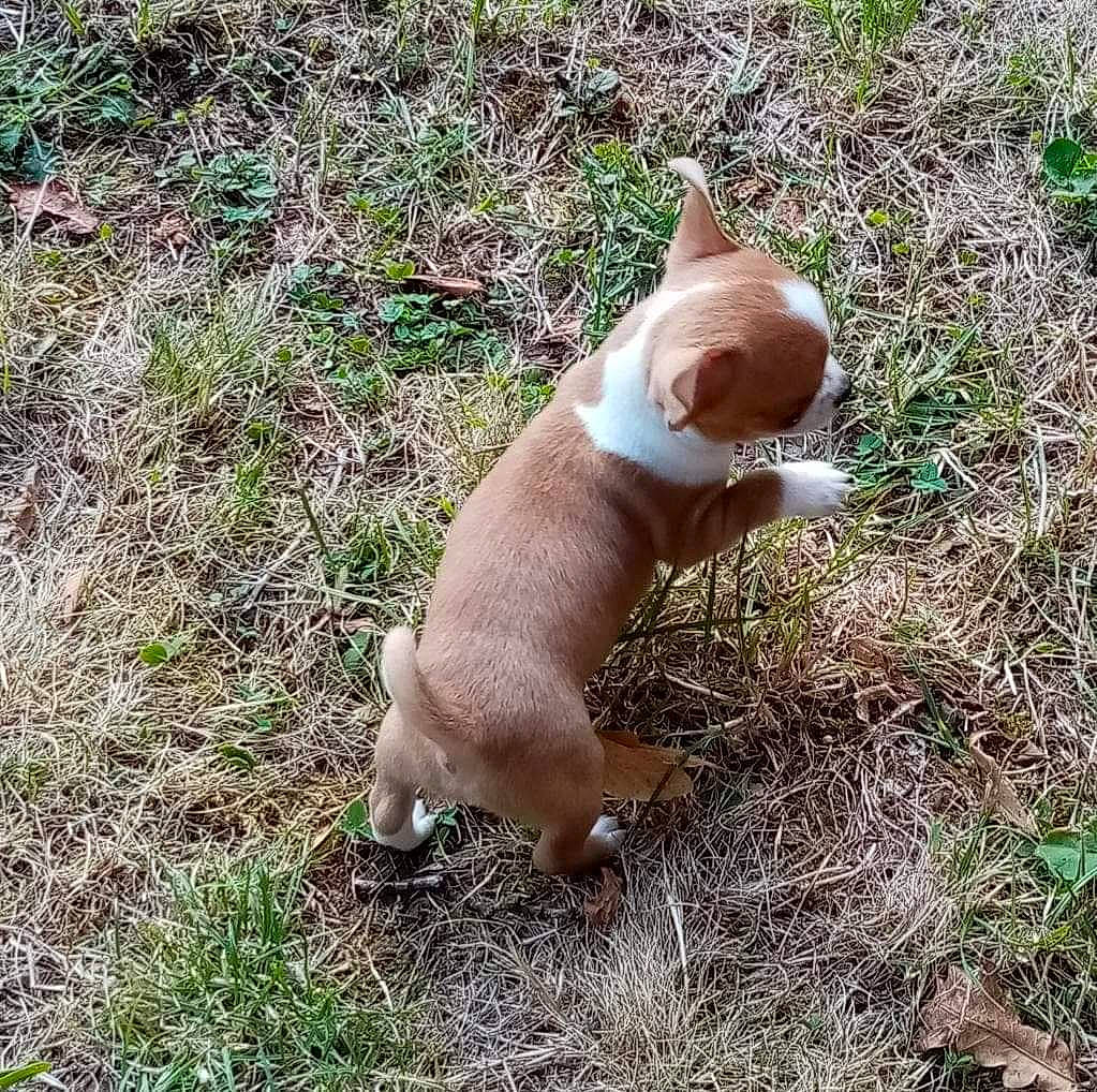 Rubi participe au concours pour gagner de l'argent avec cette photo : american_pit_bull_terrier, american_staffordshire_terrier, bulldog, canidae, carnivore, companion_dog, dog, dog_breed, fawn, french_bulldog, grass, non_sporting_group, pit_bull, puppy, tail, toy_bulldog