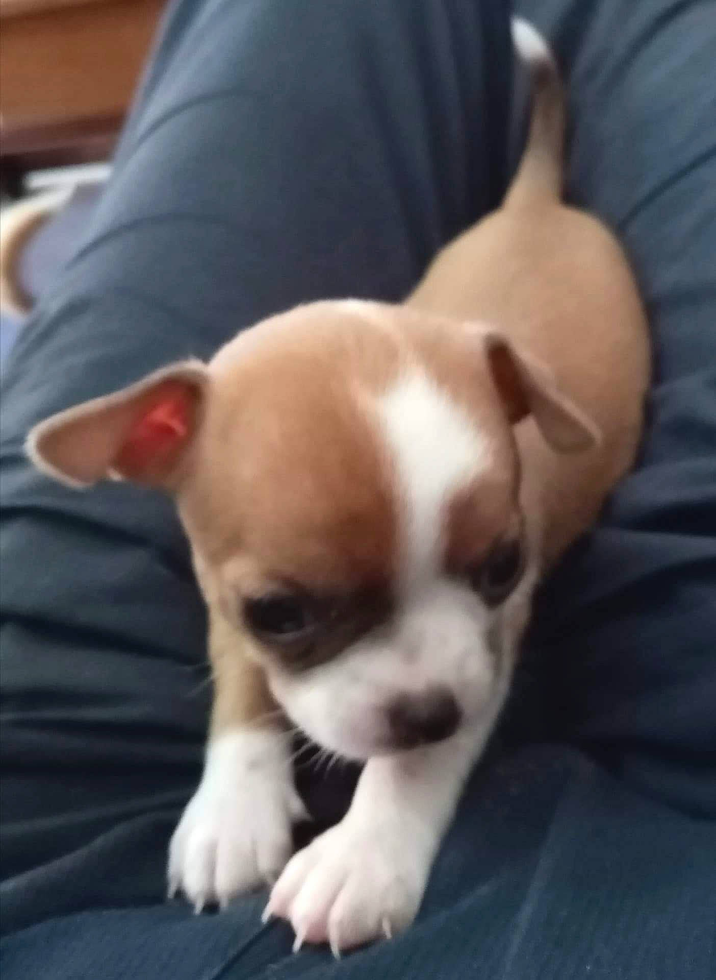 Rubi a rejoint le concours — aidez-le/la à gagner de superbes lots ! boston_terrier, canidae, carnivore, chihuahua, companion_dog, dog, dog_breed, fawn, mammal, non_sporting_group, puppy, puppy_love, rare_breed_dog, snout, toy_dog, vertebrate